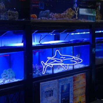 Orca Outline LED Neon Sign