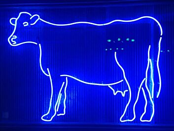 Cow Neon Sign