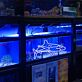 Orca Outline LED Neon Sign