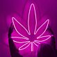 Cannabis Leaf LED Neon Sign