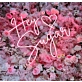 Hey Sugar Neon Sign Sweeten Up Your Space with Retro Charm
