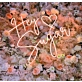 Hey Sugar Neon Sign Sweeten Up Your Space with Retro Charm