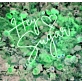 Hey Sugar Neon Sign Sweeten Up Your Space with Retro Charm