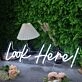 Look Here White Neon Sign