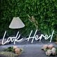 Look Here White Neon Sign