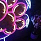 Bear Claw Custom Neon Sign