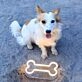 Dog Bone Mini Neon LED Sign