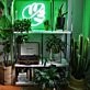 Monstera Leaf Neon Sign for Tropical and Plant Lovers