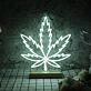 Pot Leaf Neon Sign for Cannabis Enthusiasts and Relaxing Spaces