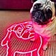 Cutie The Pug Neon Sign for Pet Lovers